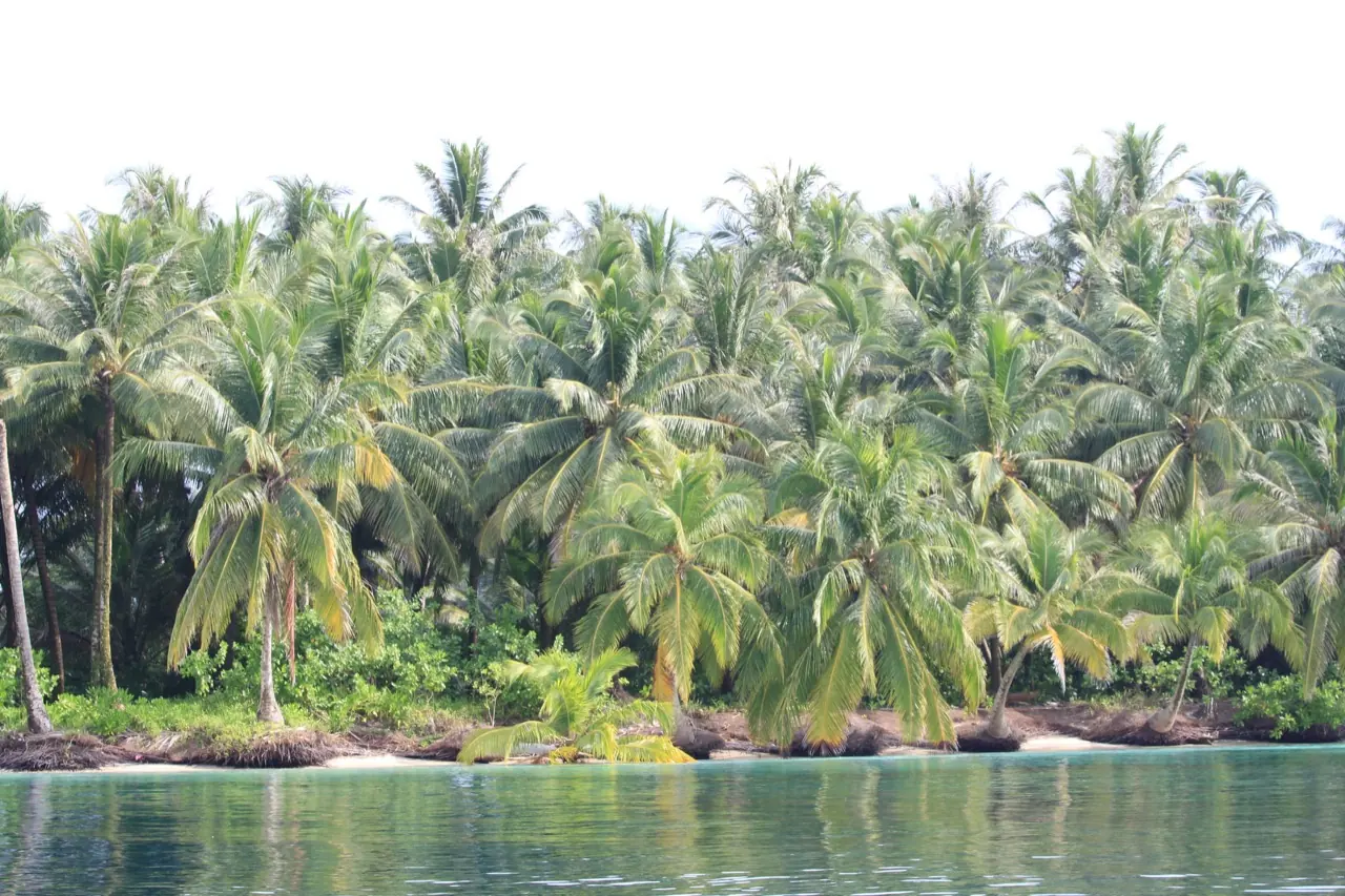 Photo 30 / 30 · Sibon Laut